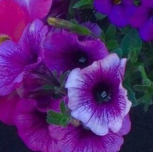 Meet your Posher, Darlene